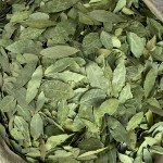 Bay Leaf Supplier - Air-Dried Raw Processing Bulk