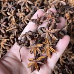 Whole Star Anise Supplier - Guangxi Export Dried Spice