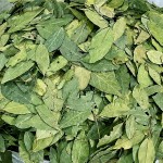 Bay Leaf Manufacturer - Natural Dried Rich Fragrance