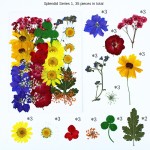 Christmas Decoration Supplier - Pressed Flower Embossed