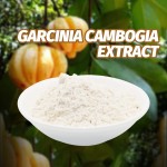 Garcinia Cambogia Extract Factory - 60% HCA High Quality
