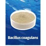 Bacillus Coagulans Manufacturer - Feed Additives Sciencarin