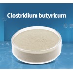 Clostridium Butyricum Factory - Feed Additives Probiotics Powder