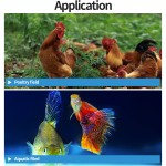 Clostridium Butyricum Factory - Feed Additives Probiotics Powder