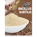 Bacillus Subtilis Factory - Sciencarin Factory Supply