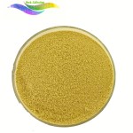 Sophora Japonica Extract Factory - 98% Quercetin Powder