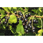 Black Currant Extract Factory - Vitamin C Anthocyanins Rich