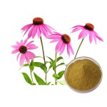Echinacea Extract Supplier - 4% Cichoric Acid GMP