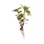 Nettle Root Extract Factory - 100% Pure Urtica Dioica Powder