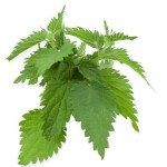 Nettle Root Extract Factory - 100% Pure Urtica Dioica Powder
