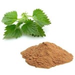 Nettle Root Extract Factory - 100% Pure Urtica Dioica Powder
