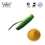 White Kidney Bean Extract Factory - 30:1 Phaseolin Berberin