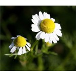 Breviscapine Powder Supplier - 98% Erigeron Breviscapus