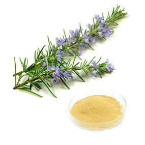 Rosemary Extract Powder Supplier - 25% Carnosic Rosmarinic Acid