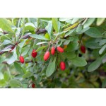 Barberry Extract Factory - 10:1 Bark Powder Berberin