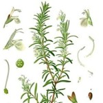 Rosemary Extract Powder Manufacturer - 25% Rosmarinic Acid Bulk