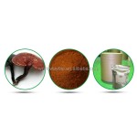 Echinacea Purpurea Extract Supplier - 1%-4% Immunity Improve