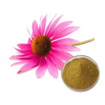 Echinacea Extract Factory - Wild Grown Polyphenols Powder