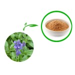 Sage Leaf Extract Manufacturer - 10:1 Salvia Officinalis Powder