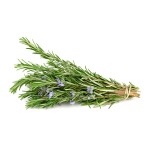 Rosemary Extract Supplier - Organic Rosmarinic Carnosic Acid