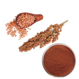 Procyanidin B2 Supplement Supplier - Plant Based Nutrient