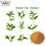 Green Tea Extract Factory - 98% Polyphenols 50% EGCG