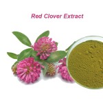 Red Clover Extract Supplier - 8%-40% Seeds P.E Bulk