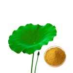 Cocoa Seed Extract Manufacturer - Pharmaceutical Grade Pure