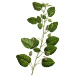 Bakuchiol Oil Manufacturer - 98% Psoralea Corylifolia Extract