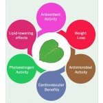 Giant Knotweed Extract Factory - 10:1 20:1 Root Powder Bulk