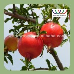 Pomegranate Peel Extract Supplier - 10:1 Powder Factory Supply