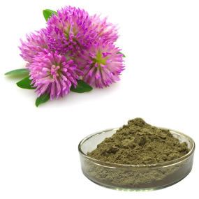 Red Clover Extract Supplier - 8%-40% Seeds P.E Bulk
