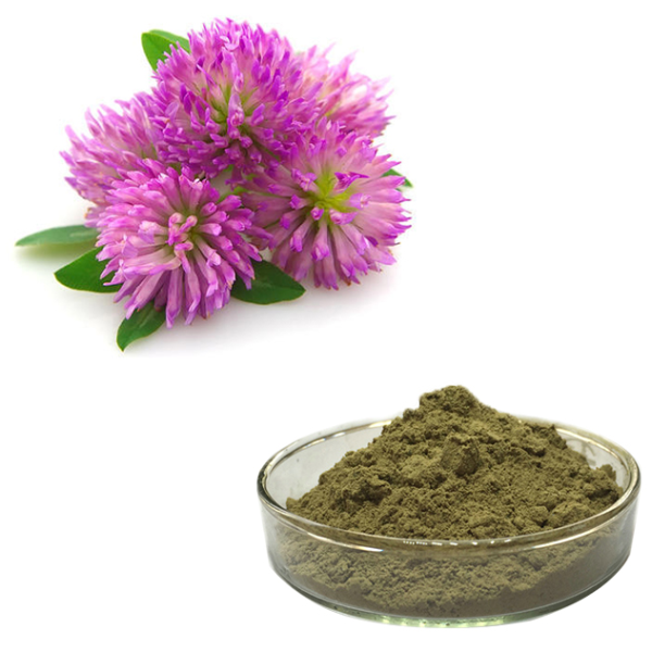 Red Clover Extract Supplier - 8%-40% Seeds P.E Bulk