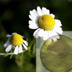 Breviscapine Powder Supplier - 98% Erigeron Breviscapus