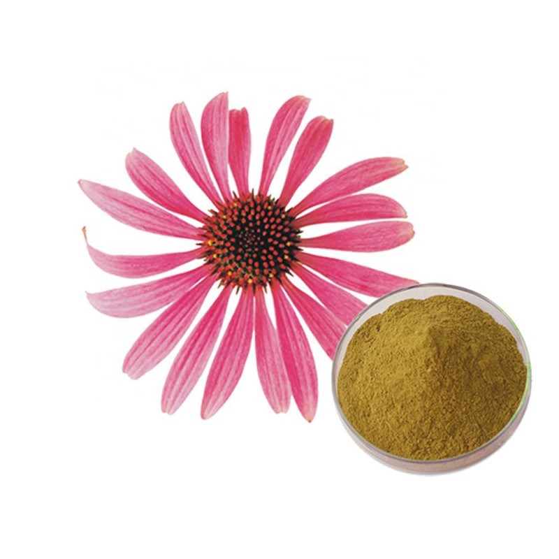 Echinacea Extract Factory - Wild Grown Polyphenols Powder