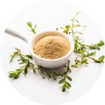 Bacopa Extract Supplier - 50% Bacosides Monnieri Powder