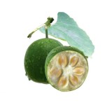 Guarana Extract Factory - 22% Caffeine Water Soluble