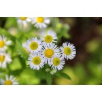 Breviscapine Powder Supplier - 98% Erigeron Breviscapus