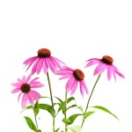 Echinacea Root Extract Manufacturer - Green Powder Herbal