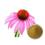 Echinacea Extract Factory - Wild Grown Polyphenols Powder