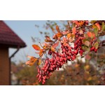 Barberry Extract Factory - 10:1 Bark Powder Berberin