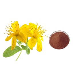 St Johns Wort Extract Supplier - 0.3% Hypericin Herbal Powder