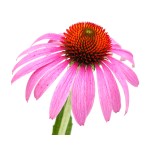 Echinacea Extract Supplier - Liquid Powder Capsule Forms