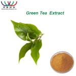 Green Tea Extract Factory - 98% Polyphenols 50% EGCG