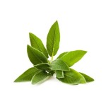 Sage Leaf Extract Manufacturer - 10:1 Salvia Officinalis Powder
