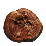 Echinacea Root Extract Factory - 1%-4% Immune Boosting Wild