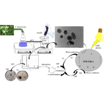 Spirulina Extract Supplier - Organic Superfood Powder Bulk