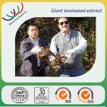 Giant Knotweed Extract Factory - 10:1 20:1 Root Powder Bulk