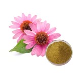 Echinacea Extract Factory - Wild Grown Polyphenols Powder