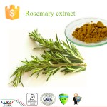 Rosemary Extract Powder Manufacturer - 25% Rosmarinic Acid Bulk